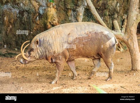 babirusa   zoo buru babirusa babyrousa babyrussa stock photo alamy