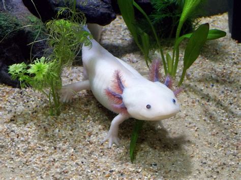 40 Axolotl Facts About These Adorable Amphibians | Facts.net