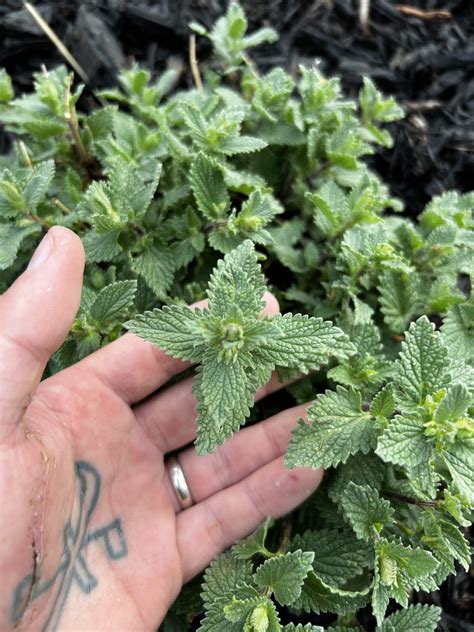 Is this catnip? This is growing in my garden this spring here in CO