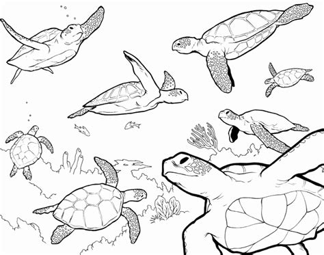 turtle outline drawing 1