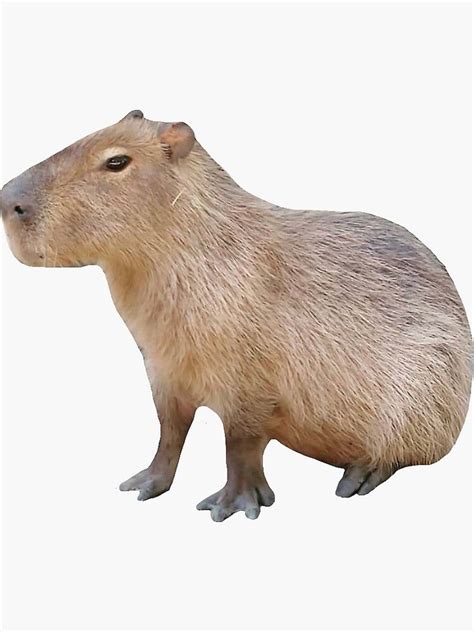 "Sitting Capybara" Sticker for Sale by CapyBoii | Redbubble Crocodile ...