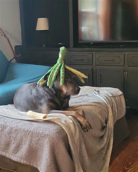 Dogtopus : r/thisismylifenow