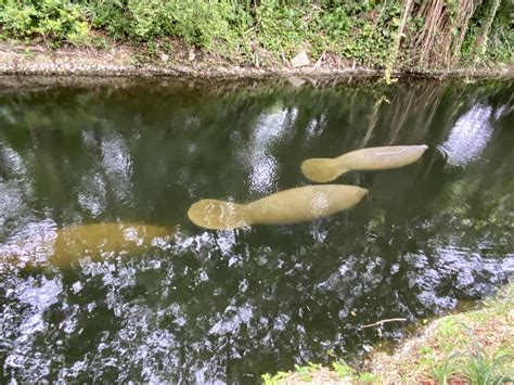 Manatees in my South Miami canal! Got oddly emotional watching them