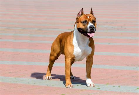 Amstaf (amerykański staffordshire terrier): charakter, szkolenie ...