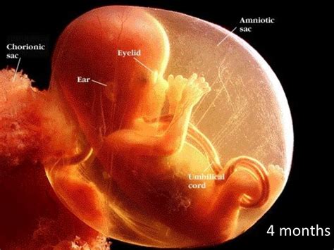 Diagram Of Pregnant Internal Reproductive System With Fetus