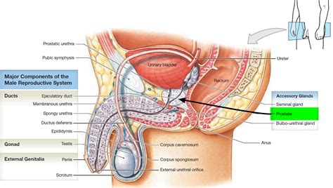 Prostate Gland - Prostate Gland Location and Function
