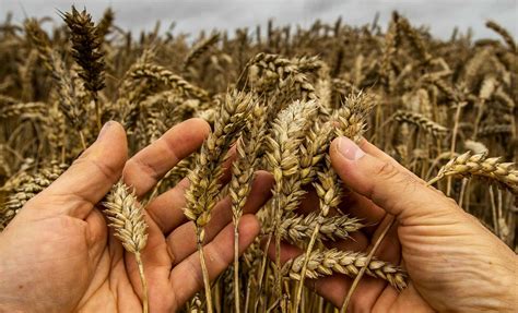L'Algérie passe une commande historique pour l'achat de blé