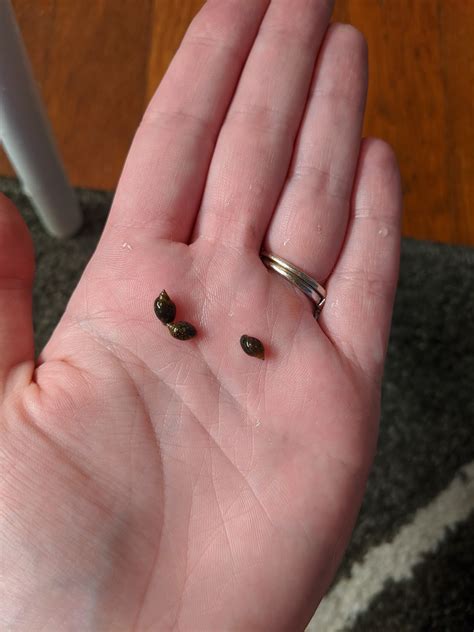 Pond Snails