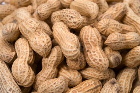 Peanut-Arachis hypogaea stock image. Image of ground - 38315527