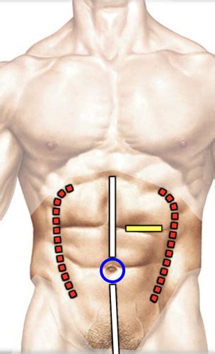 13-1 Abdominal Wall & Peritoneum PART 1 Flashcards | Quizlet