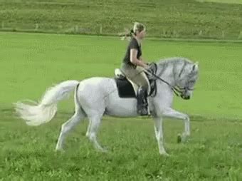 horse horseback riding gif horse horseback riding omw discover