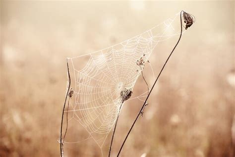 Premium Photo | Autumn dry plant