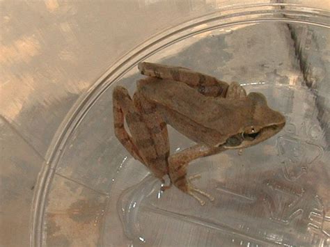赤蛙 24 梭德氏赤蛙 051018 | 隆華國小 動物 無尾目 Anura 赤蛙科 Raniidae 擬湍蛙屬Pseu… | Flickr