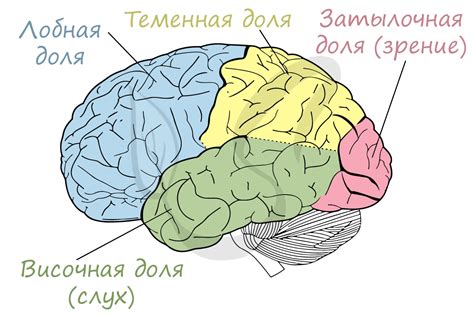 Головной и спинной мозг, подготовка к ЕГЭ по биологии