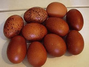 Welsummer Eggs