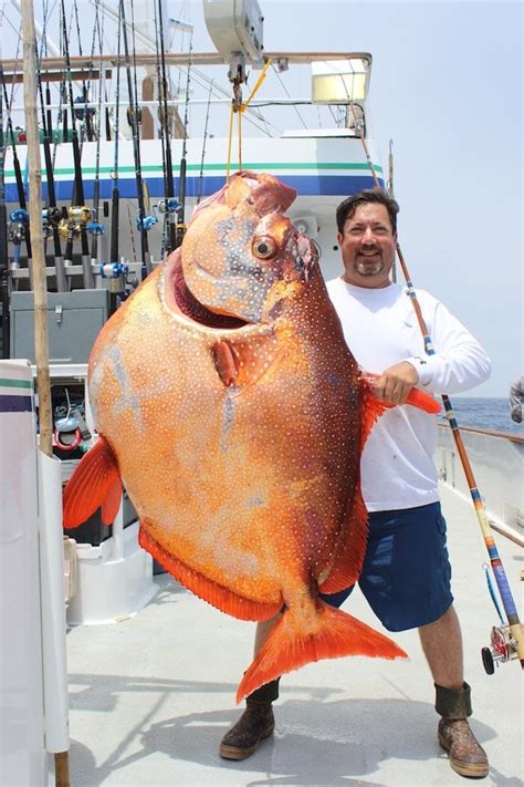 PsBattle: This Giant Moonfish : r/photoshopbattles