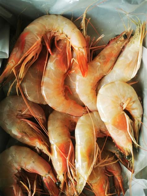 Fresh water big prawn (udang besar), Everything Else, Others on Carousell