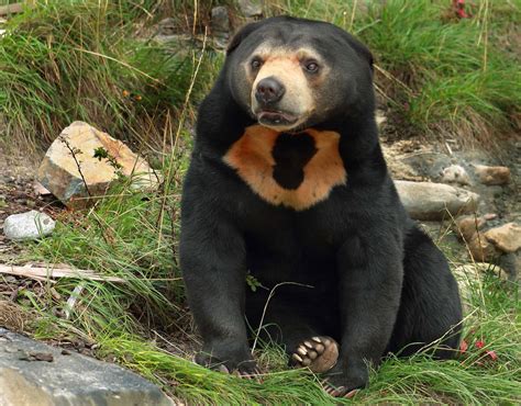 Discover the Incredible World of Bears: 10 Fascinating Facts - A-Z Animals