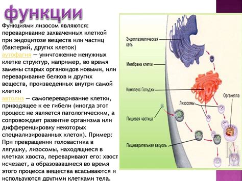 Аппарат Гольджи (комплекс Гольджи) - презентация онлайн