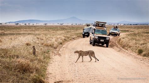 Best Tanzania Safari Tour Operators Is Ready To Bring The Best Safari ...