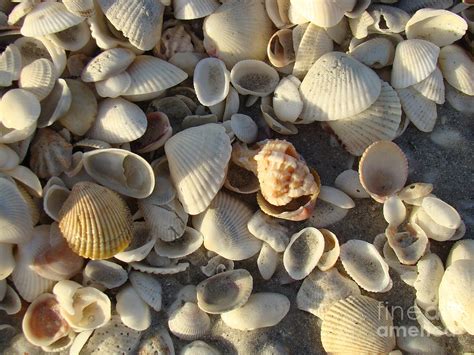 Sanibel Island Shells 3 Photograph by Nancy L Marshall | Fine Art America