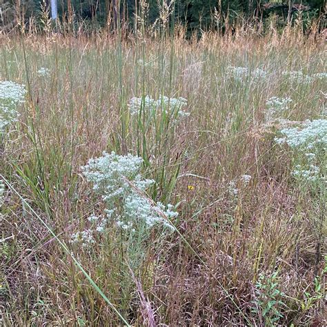 Eupatorium hyssopifolium 1gal - Cavano's Perennials