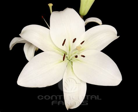 Lilies | Continental Farms