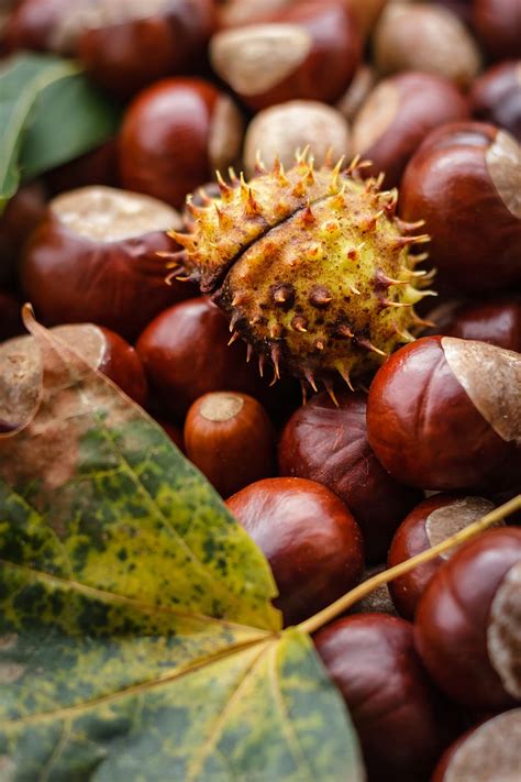 Castanea, каштан, фрукты, осень, природа, блестящий, коричневый, плод ...