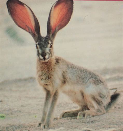Angels for You: Quick Like a Rabbit: An Angel Message