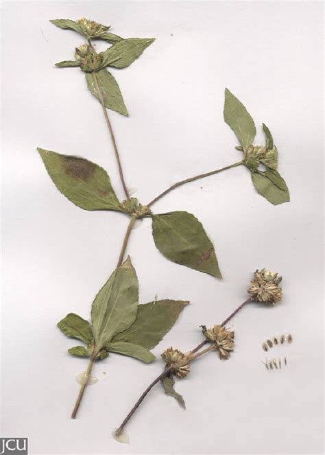 discover nature  jcu synedrella nodiflora jcu australia