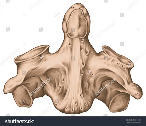 Dens Anatomy