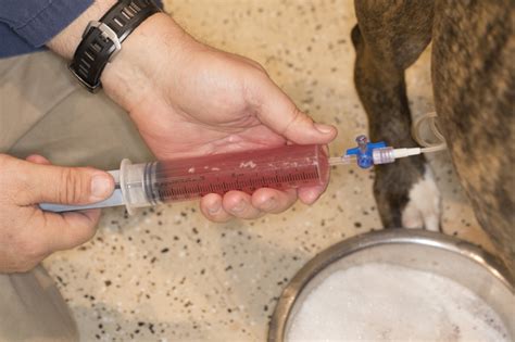 Abdominal Distention in Dogs and Cats • the Hi-lo