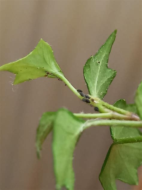 Black aphids : r/houseplants