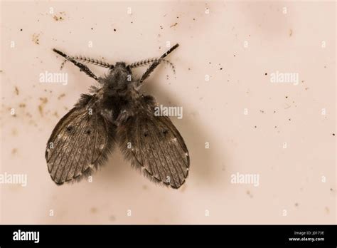 Drain Fly Larvae In Aquarium