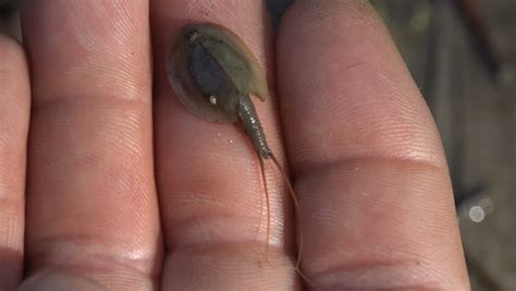 Tadpole Shrimp image - Free stock photo - Public Domain photo - CC0 Images