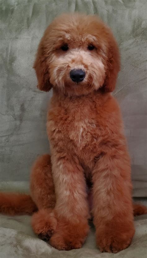 Seattle Goldendoodles