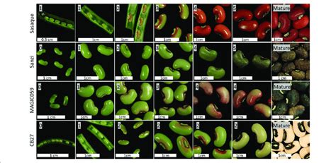 seed coat color development images showing  development  seed