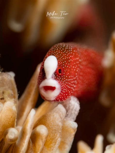Underwater Macro Photographers