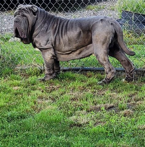 Cameron's Neapolitan Mastiffs - Neapolitan Mastiff Puppies For Sale