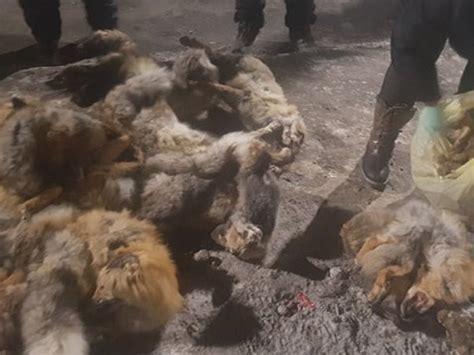 Олон тооны агнасан шар үнэг, хярс, тарвага тээвэрлэж явсныг илрүүлжээ ...