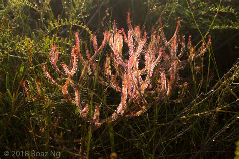 drosera binata extrema   wild  points fierce flora