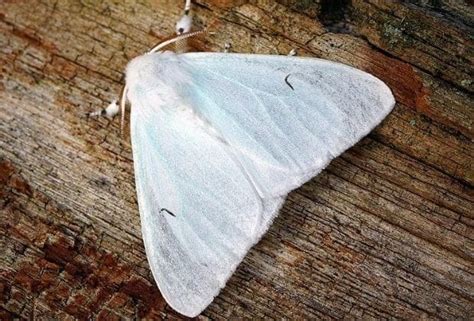 Mariposa Branca É Venenosa - Significado da mariposa, qual é? Origem e simbolismo