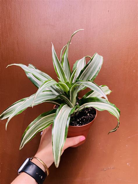 Houseplant of the Week: Dracaena - Warner Companies, Inc.