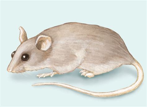 ADW: Mus musculus: PICTURES
