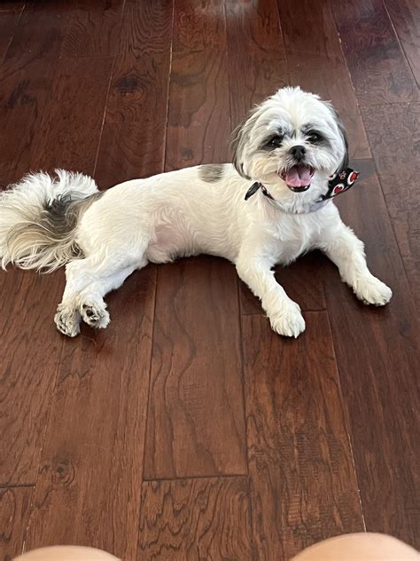 Hey guys, please give me your ideas, trying to figure out my dogs breed : r/IDmydog