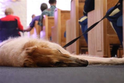 Kolchak, a wolfhound, rests at the funeral of Yuko - PICRYL Public ...