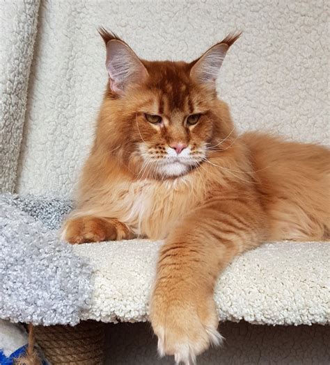 Купить котят мейн кун в Москве Питомник мейн кунов Sternenburg