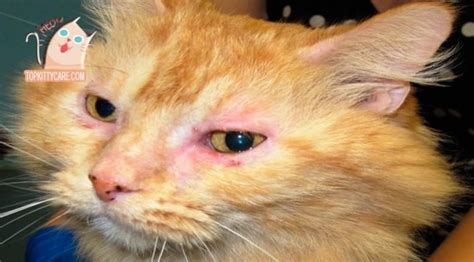 SKIN INFECTION IN CATS: CAUSES & TREATMENT - Top Kitty Care
