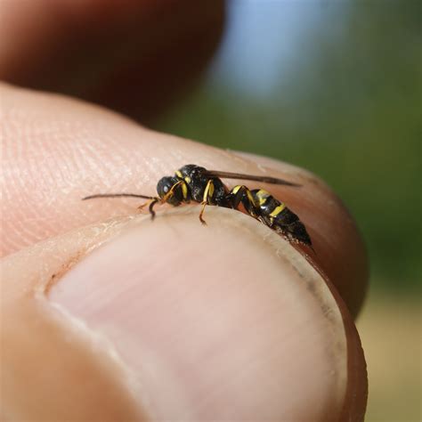 A day of wasps- Quy Fen | Cambridgeshire Bees,Wasps and Ants