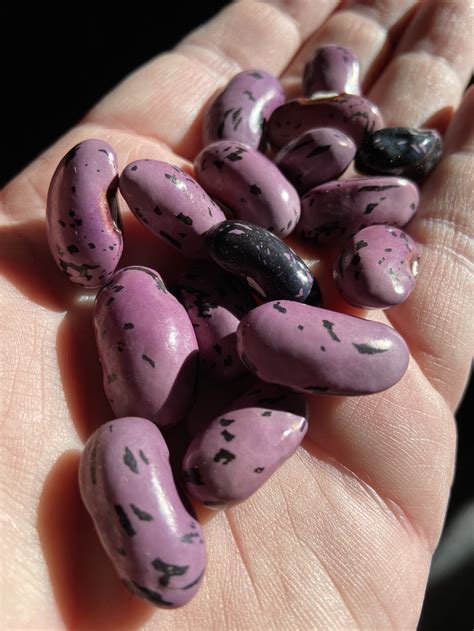 Scarlet Runner Bean (Heirloom) — Elevated Gardening